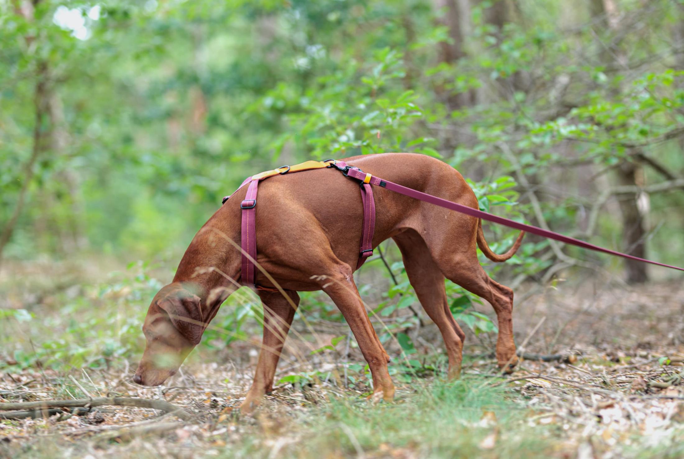 Dog wearing a harness and long leash in pink