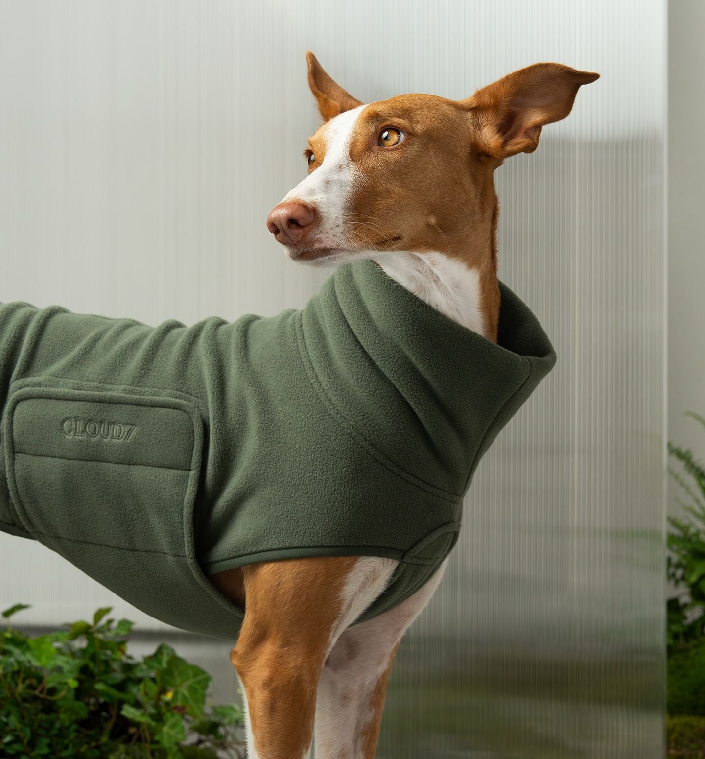 CLOUD7 - Buy high-quality & stylish products for your dog