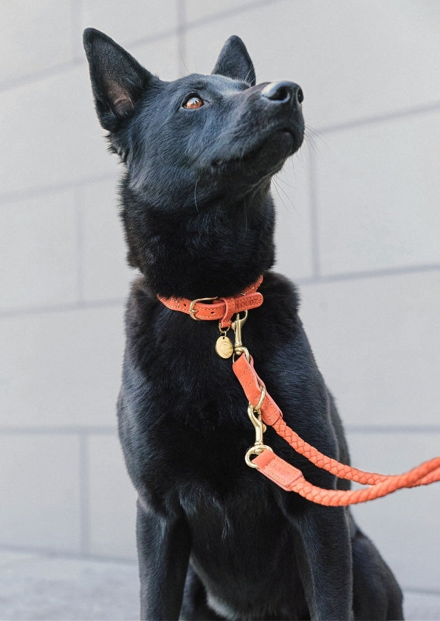 CLOUD7_ Ein schwarzer Hund mit spitzen Ohren trägt ein orangefarbenes Halsband und eine Leine und schaut nach oben. Im Hintergrund ist eine hellgraue Wand mit horizontalen Linien zu sehen.