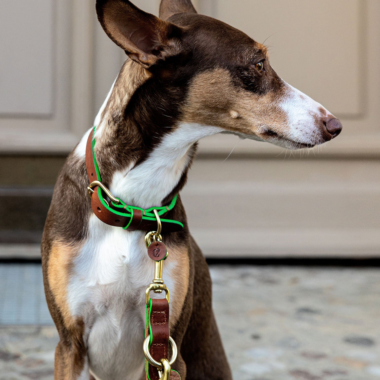 Podenco wearing Kings Park collar & leash