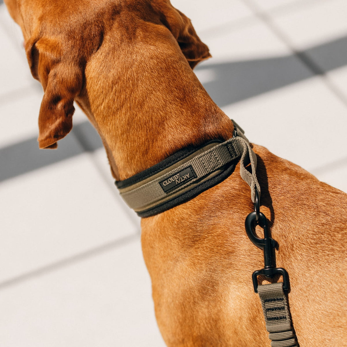 C-1 Martingale Collar AKTIV Softshell Olive