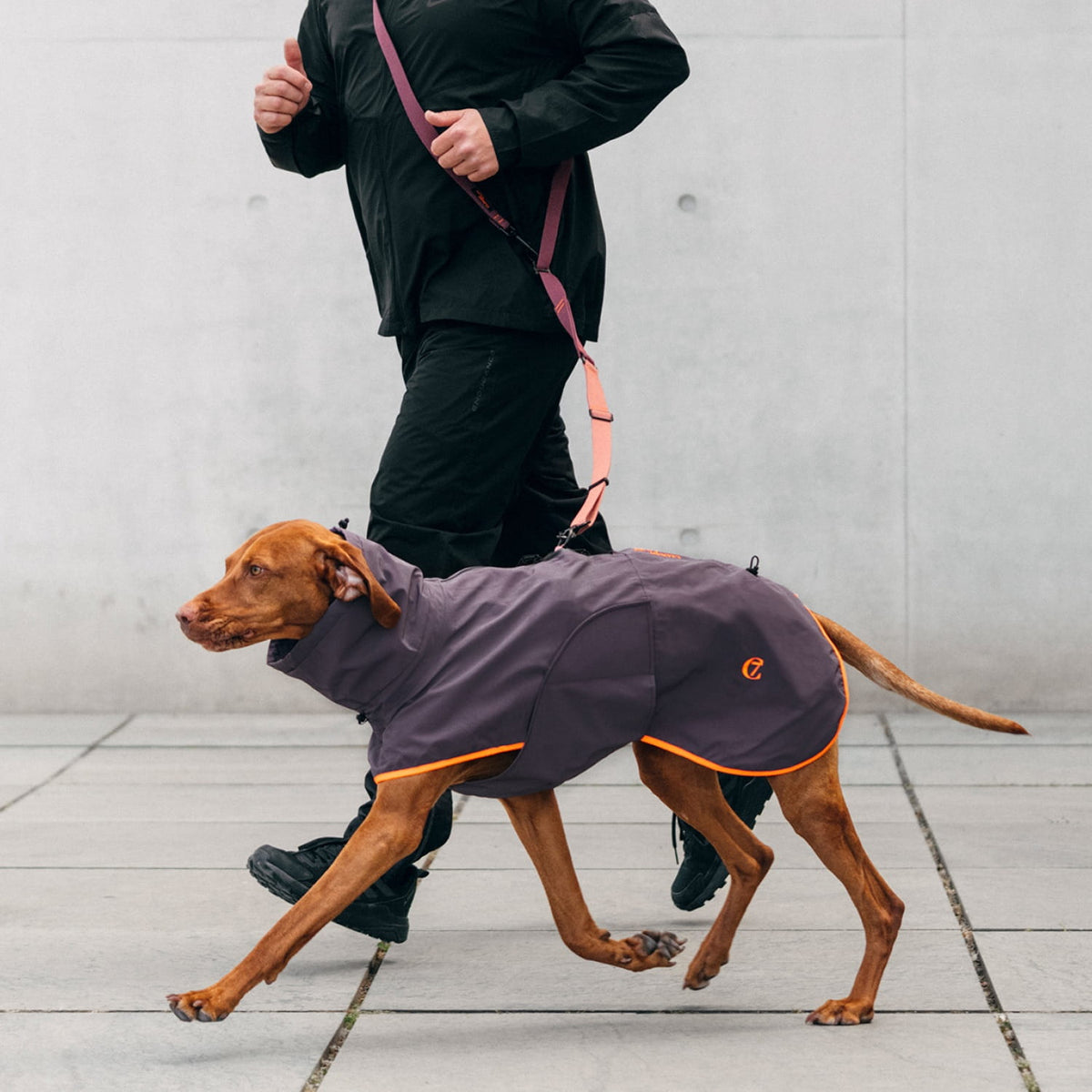 Hunderegenmantel AKTIV Aubergine/Orange