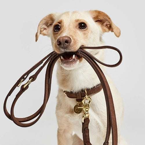 Beirui Geflochtenes Leder-Hundehalsband – Mit Personalisierter Hundemarke & Ca. 120 Cm Leine