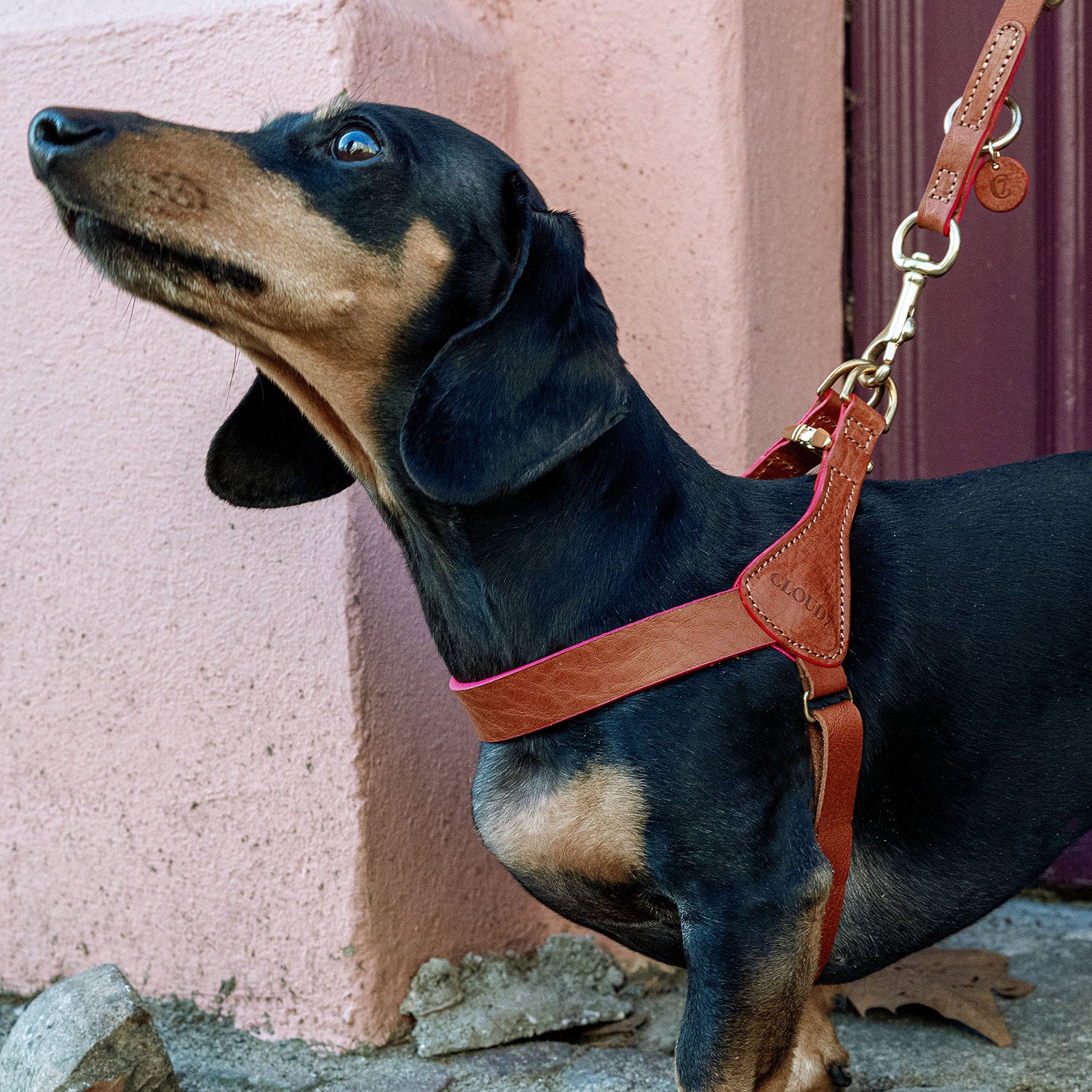 dachshund wearing Prince Park harness