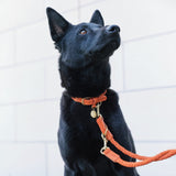 Hundeleine Ravello Rust