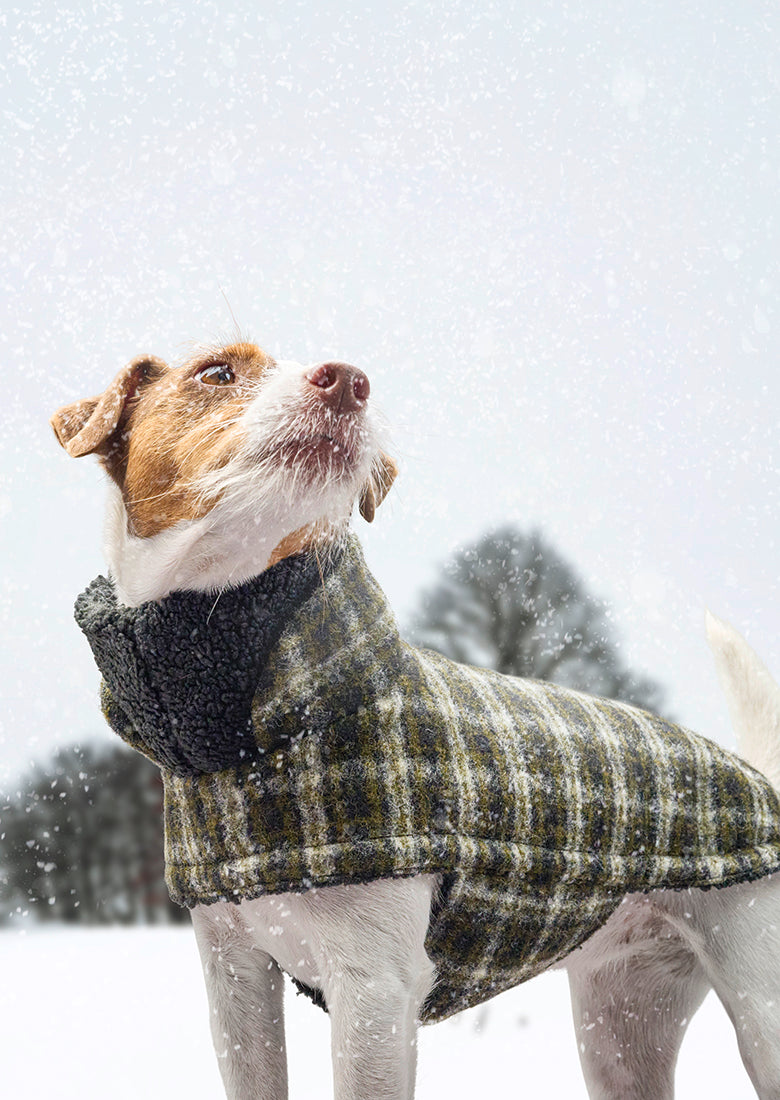 Dog wearing Coat Brooklyn in Tartan Green