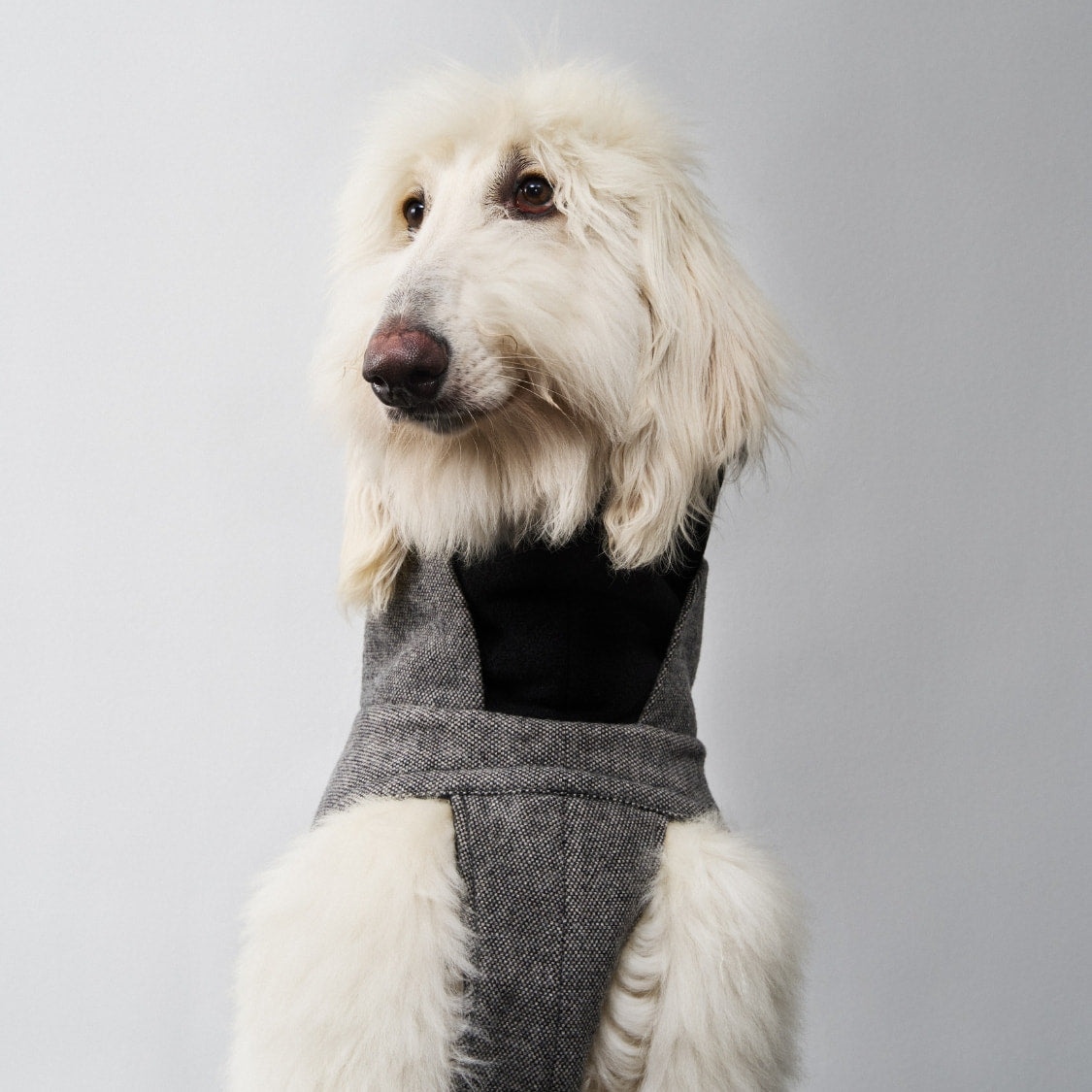 Buy Dog Clothes Online: Jackets, Coats & More | CLOUD7