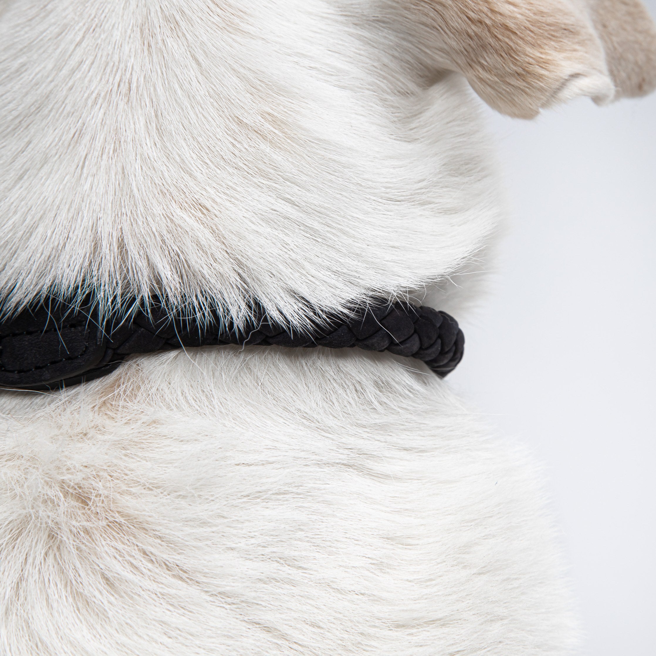 Weißer Hund im schwarzen Lederhalsband