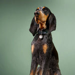 Hundemarke mit Gravur Silber (beidseitig)