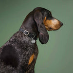Hundehalsband Riverside Park Black Silver