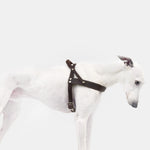Hundegeschirr Central Park Saddle Brown Silver