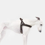 Hundegeschirr Central Park Saddle Brown Silver