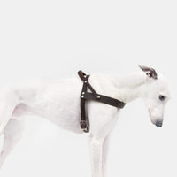 Hundegeschirr Central Park Saddle Brown Silver