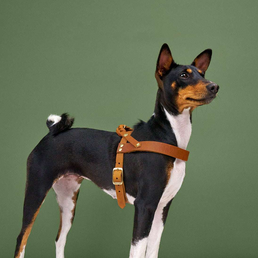 Hundegeschirr Central Park Camel Gold