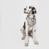 Dog wearing Cloud7 fabric Bandana Cornfield with cornflower pattern