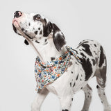 Dog wearing Cloud7 fabric Bandana Cornfield with cornflower pattern