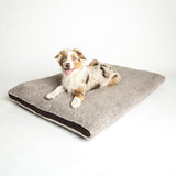 Mini Australian Shephard on a teddy dog bed