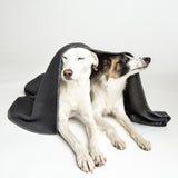 two dogs under a dark grey dog fleece blanket