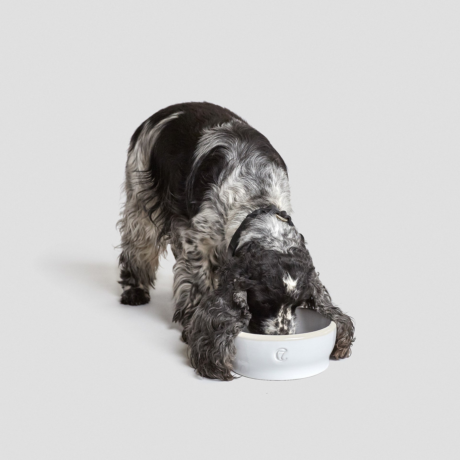 Dog Bowl Jamie White
