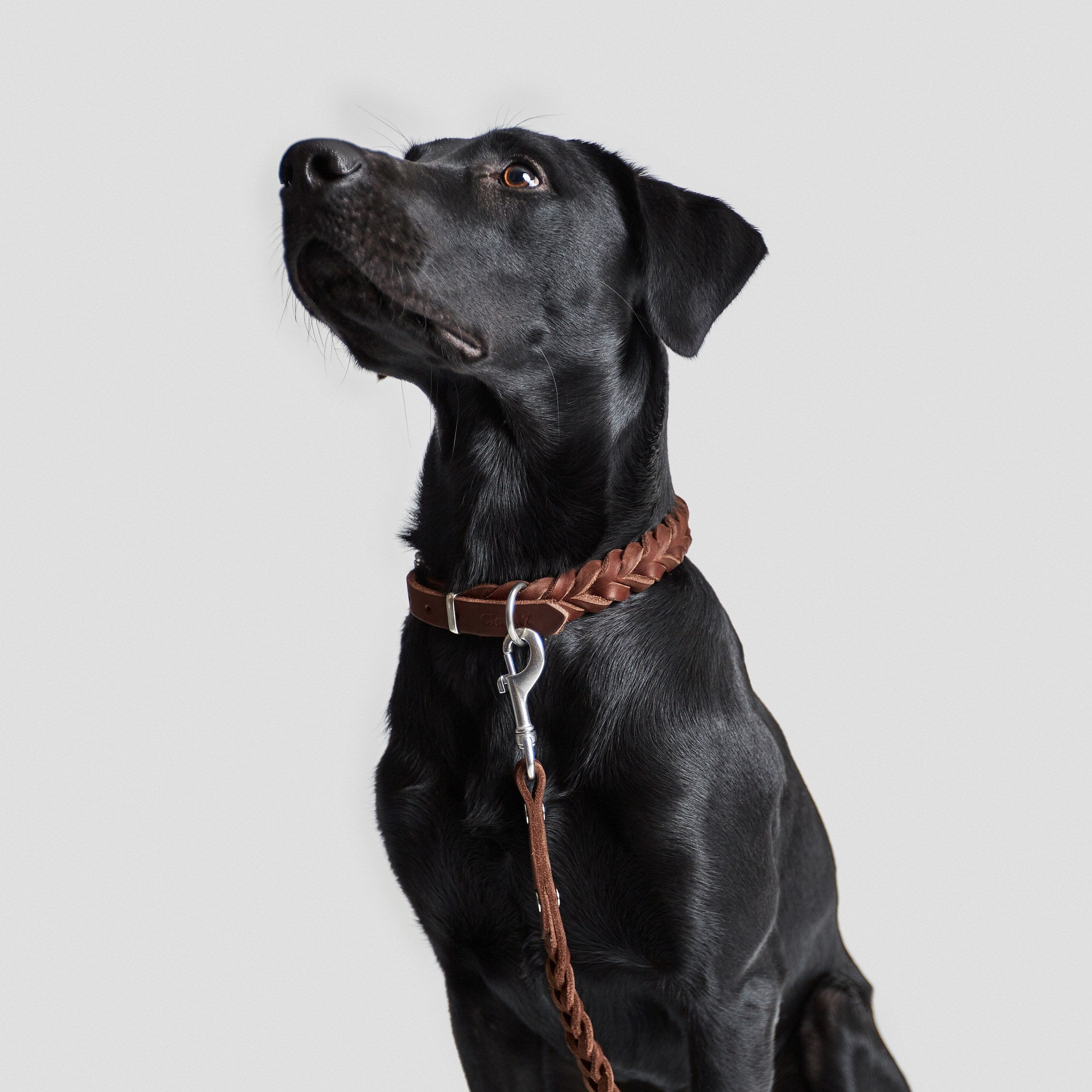 Schwarzer Labrador mit braunem geflochtenen Halsband und geflochtener Hundeleine aus braunem Leder mit silbernem Karabiner