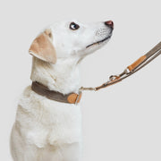Weißer Hund mit einem Hundehalsband „Tivoli Greige“ und einer Leine, der auf grauen Hintergrund blickt.