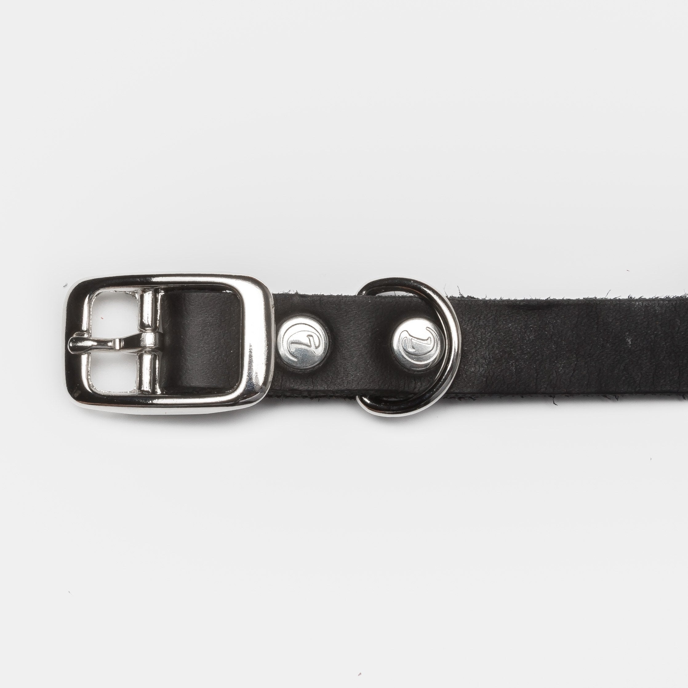 Silver buckle of a black leather dog collar