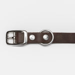 Silver buckle of a dark brown leather dog collar