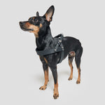 Small pinscher with black leather harness for dogs with braided details