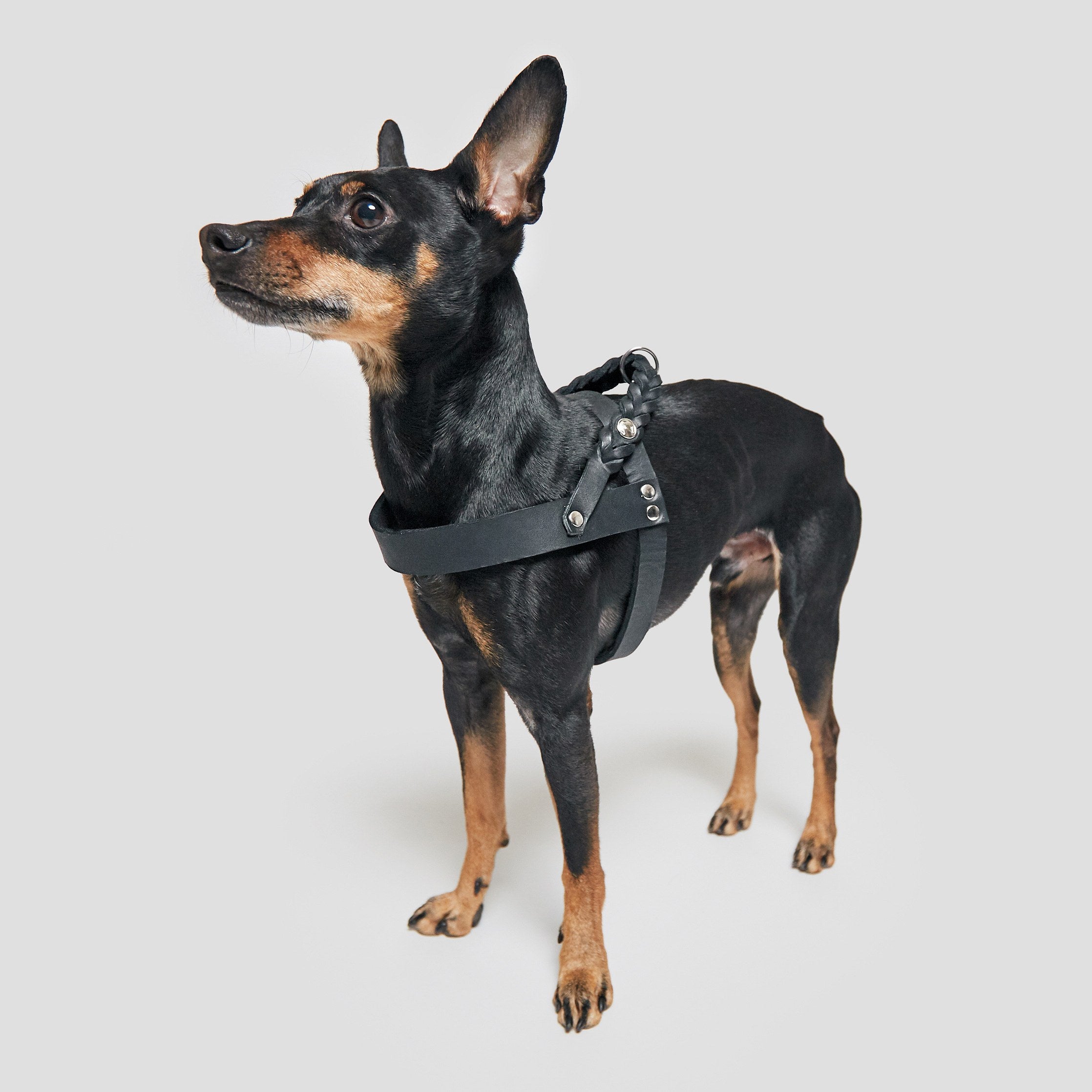 Small pinscher with black leather harness for dogs with braided details