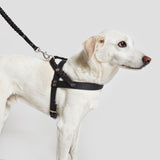 light mixed breed dog with black leather harness with matching leash with braided details