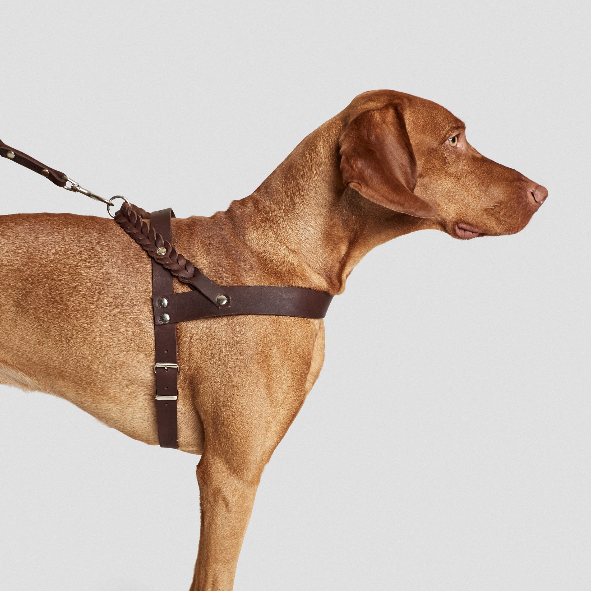 brown dog wearing a brown leather harness with braided details and silver closure