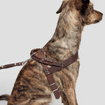 sitting dog wearing brown leather harness with braided details and matching leash