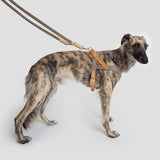 Brindle Silken Windsprite with grey cotton canvas and leather harness and matching leash