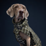 Hundemantel Glasgow Plaid Green