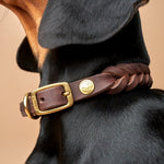 Hundehalsband Central Park Saddle Brown Gold