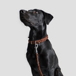 Hundehalsband Central Park Saddle Brown Silver