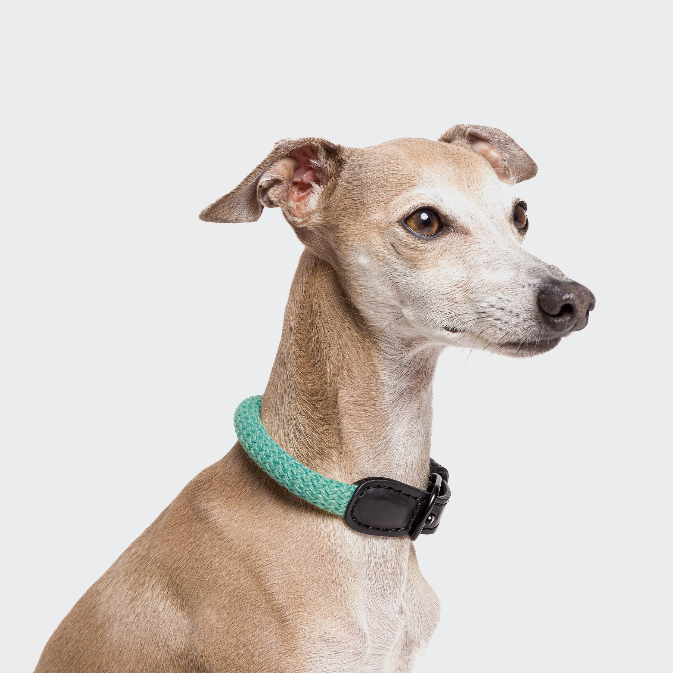 Hundehalsband Mauerpark Aqua