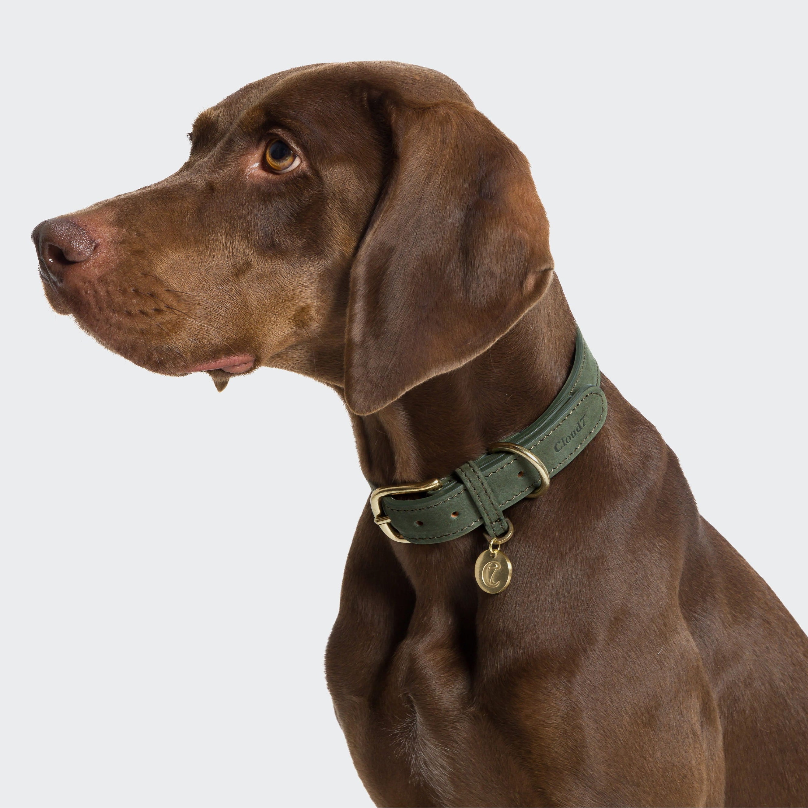 Hundehalsband Tiergarten Moss