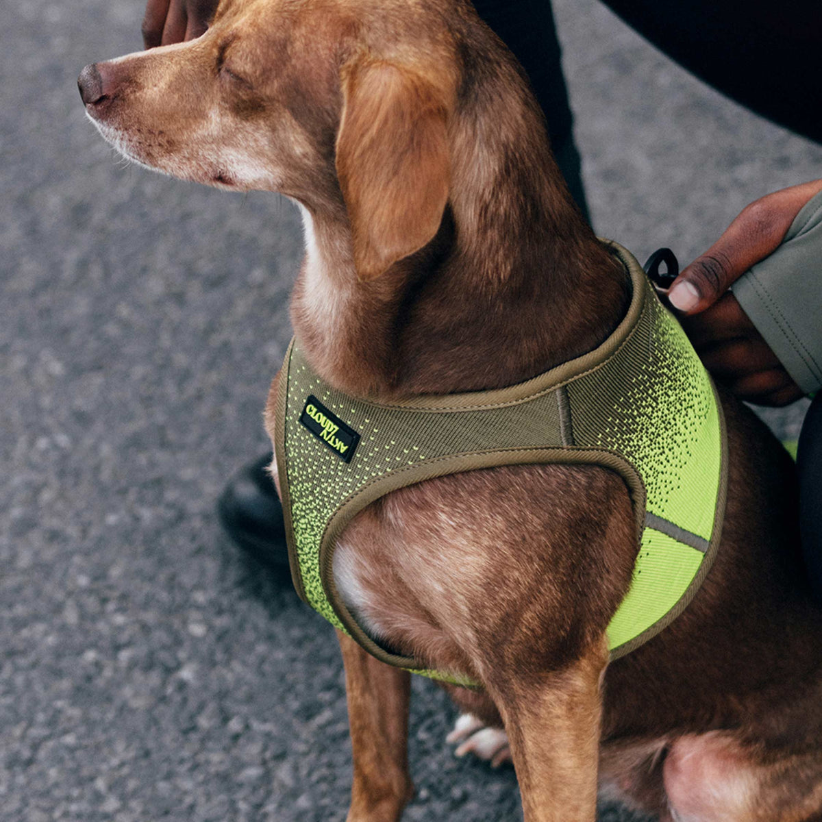 CLOUD7_ Ein brauner Hund mit einem grünen Geschirr sitzt ruhig auf einem gepflasterten Untergrund neben einer Person, die schwarze und graue Outdoor-Kleidung trägt und den Hund sanft im Arm hält.