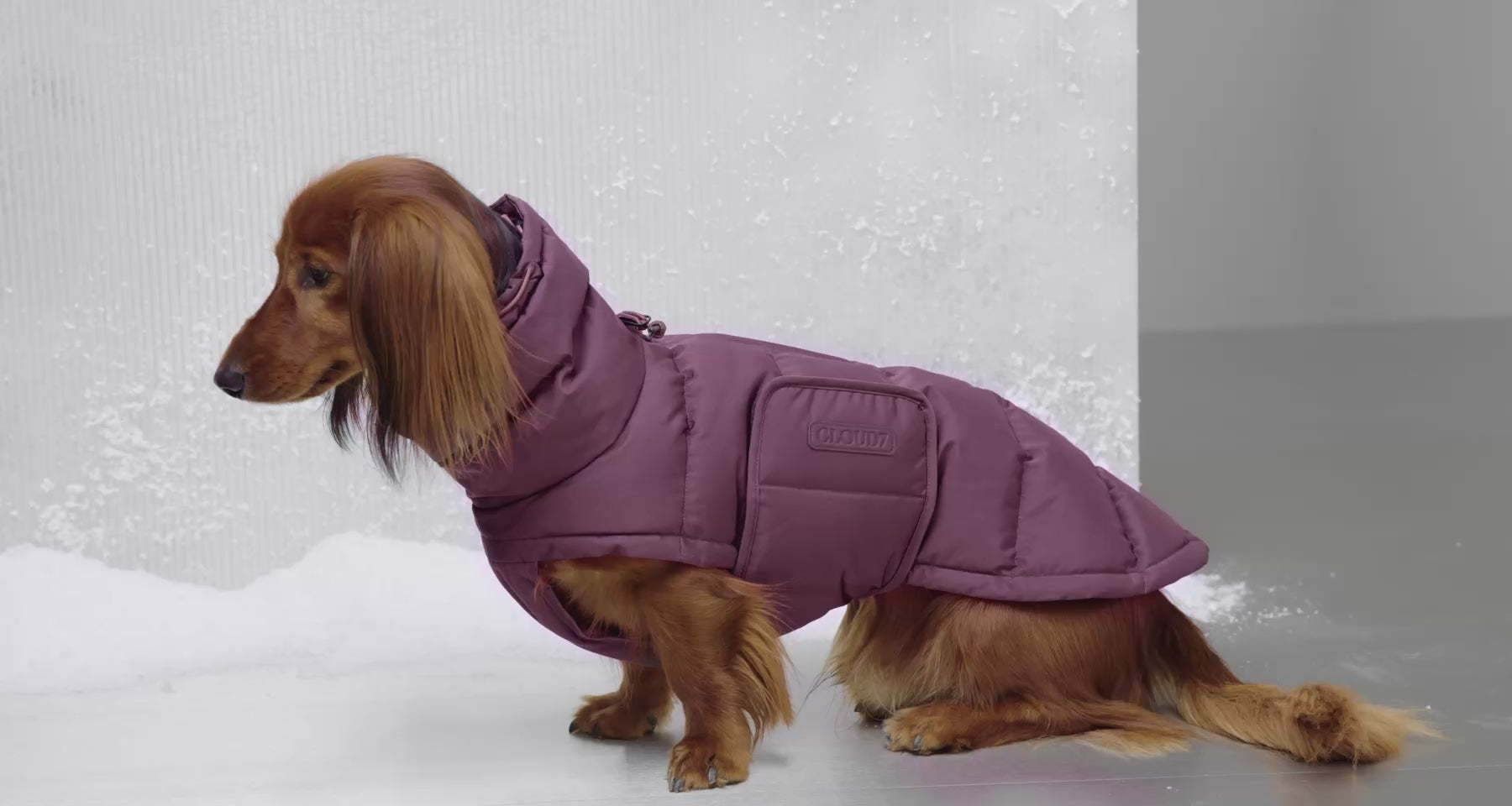 Dachshund Coat Alaska Light Olive | CLOUD7