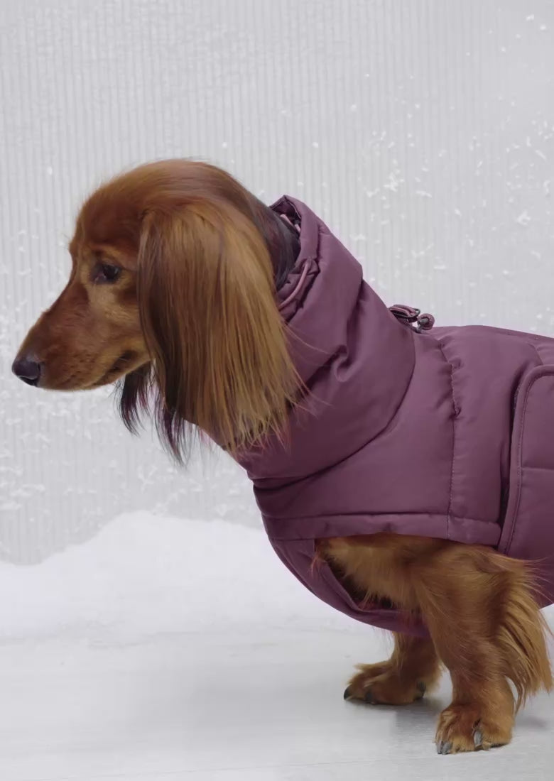 Dachshund Coat Alaska Light Olive | CLOUD7
