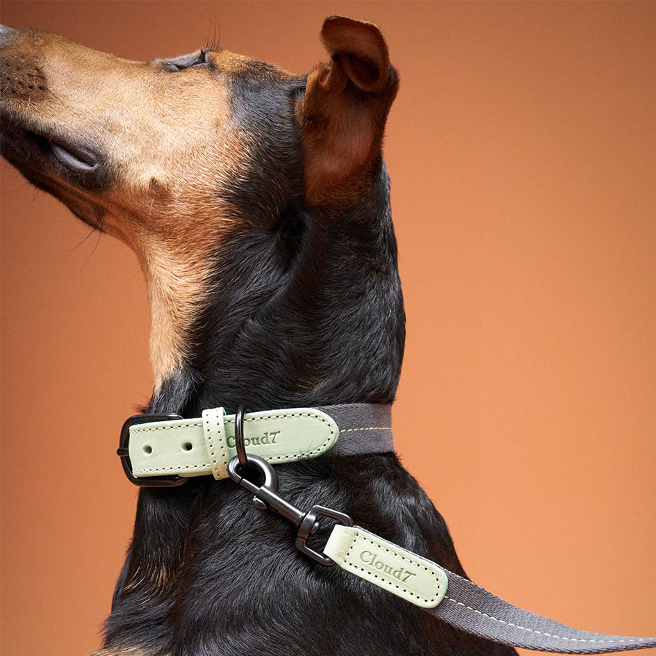 Hundehalsband Madeira Mint