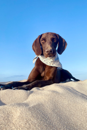 Hund am Strand mit Hundehalstuch Sea Star