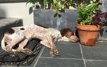 Bonnie lying in the sun