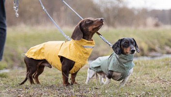Two dachshunds wearing a dog raincoat Hamburg DACHSHUND saffron and a dog raincoat Hamburg DACHSHUND thyme green