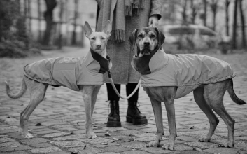 Zwei Hunde im Cloud7 Hundemantel Brooklyn Reflective