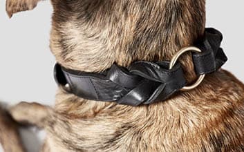 Großer Hund mit schwarzem geflochtenen Lederhalsband