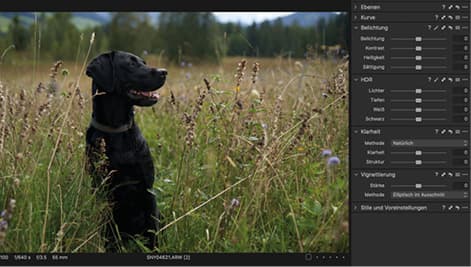 Editing images of black dogs.