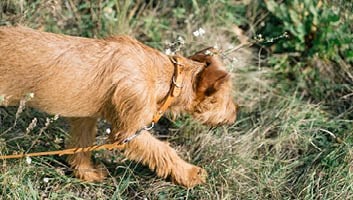 Terrier with a leather collar and leash in caramel color