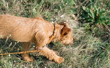 Brauner Terrier mit Lederhalsband und Leine